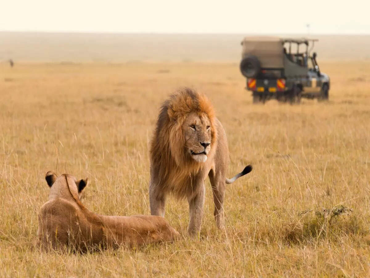 lion