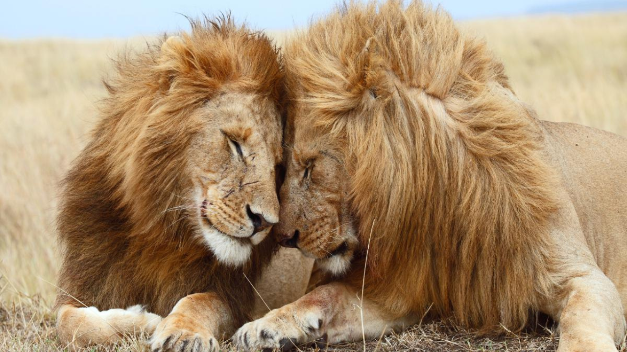 lions