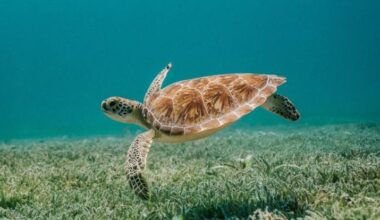 Historic first nesting of loggerhead turtle confirmed in Croatia