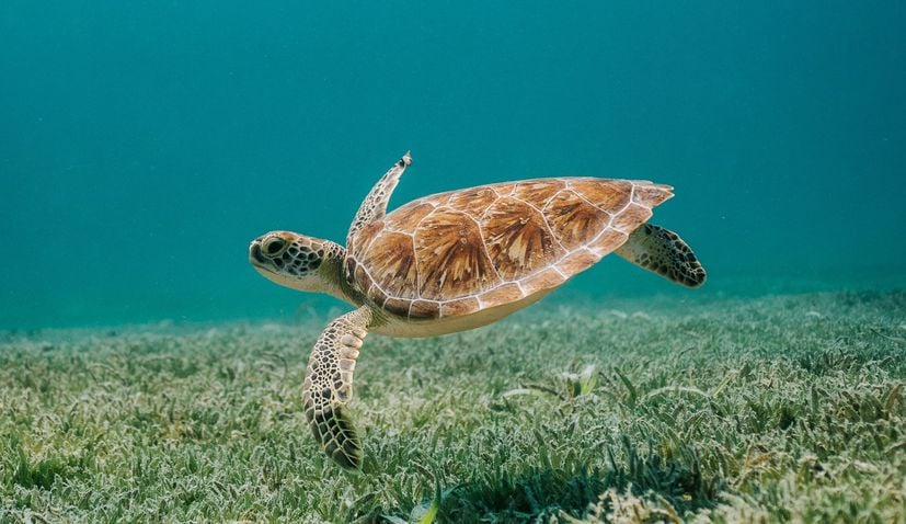 Historic first nesting of loggerhead turtle confirmed in Croatia