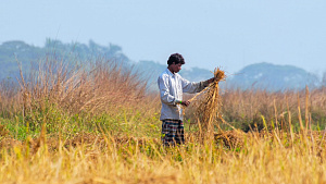 India expects record rice harvest and stronger role in global markets this year