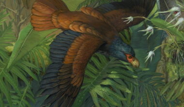 Artist's conception of a manumea, Samoa's 'little dodo.' Image via Samoa Conservation Society fundraising page.