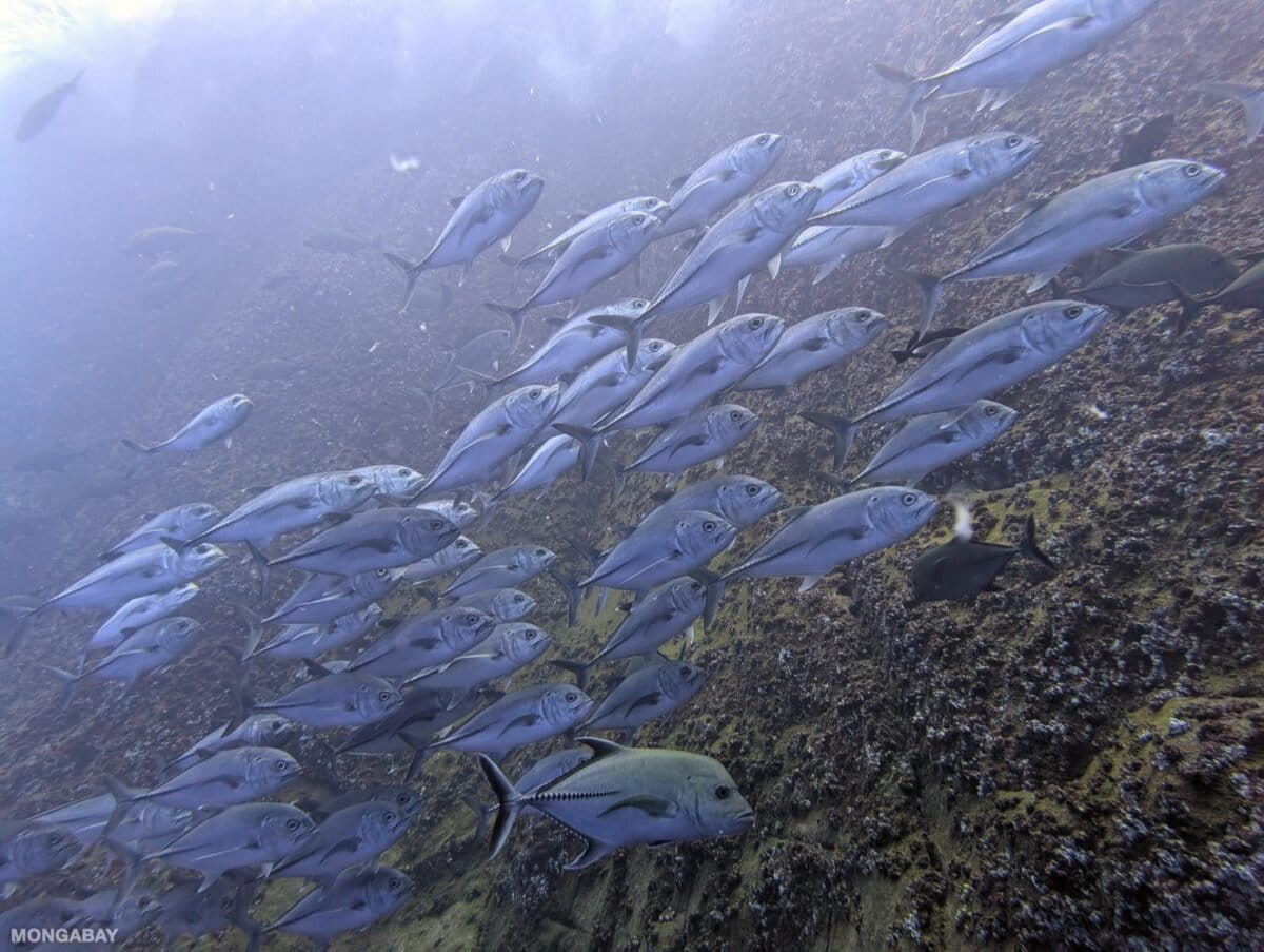 School of Great trevally (Caranx sexfasciatus) San Benedicto. Photo by Rhett Ayers Butler