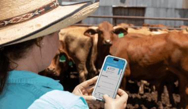 Weekly genetics review: Using the right tools to compare bulls' ‘CVs’