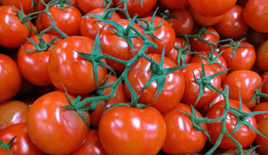The first human trial of nutrient-rich gene-edited tomatoes is underway in England