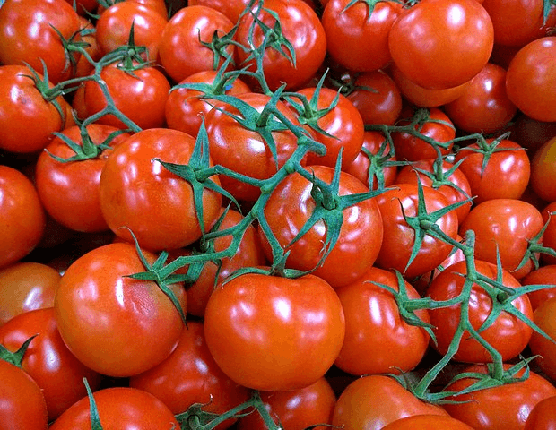 The first human trial of nutrient-rich gene-edited tomatoes is underway in England
