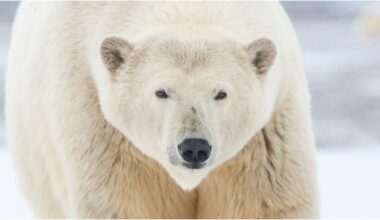Polar Bears Filmed Living In Russian Research Station: WATCH
