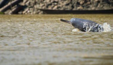 High Levels Of Microplastics Have Been Found In The Guts Of Indus River Dolphins