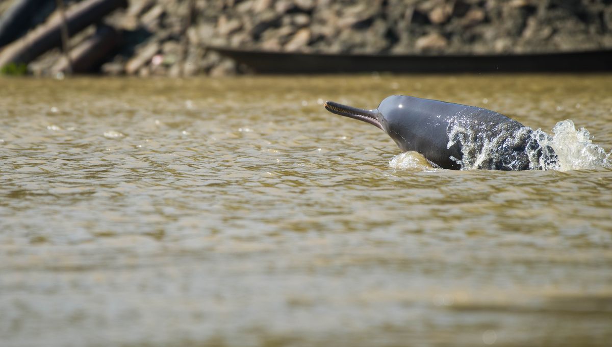 High Levels Of Microplastics Have Been Found In The Guts Of Indus River Dolphins