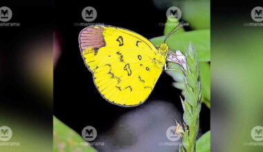 sahyadri-grass-yellow