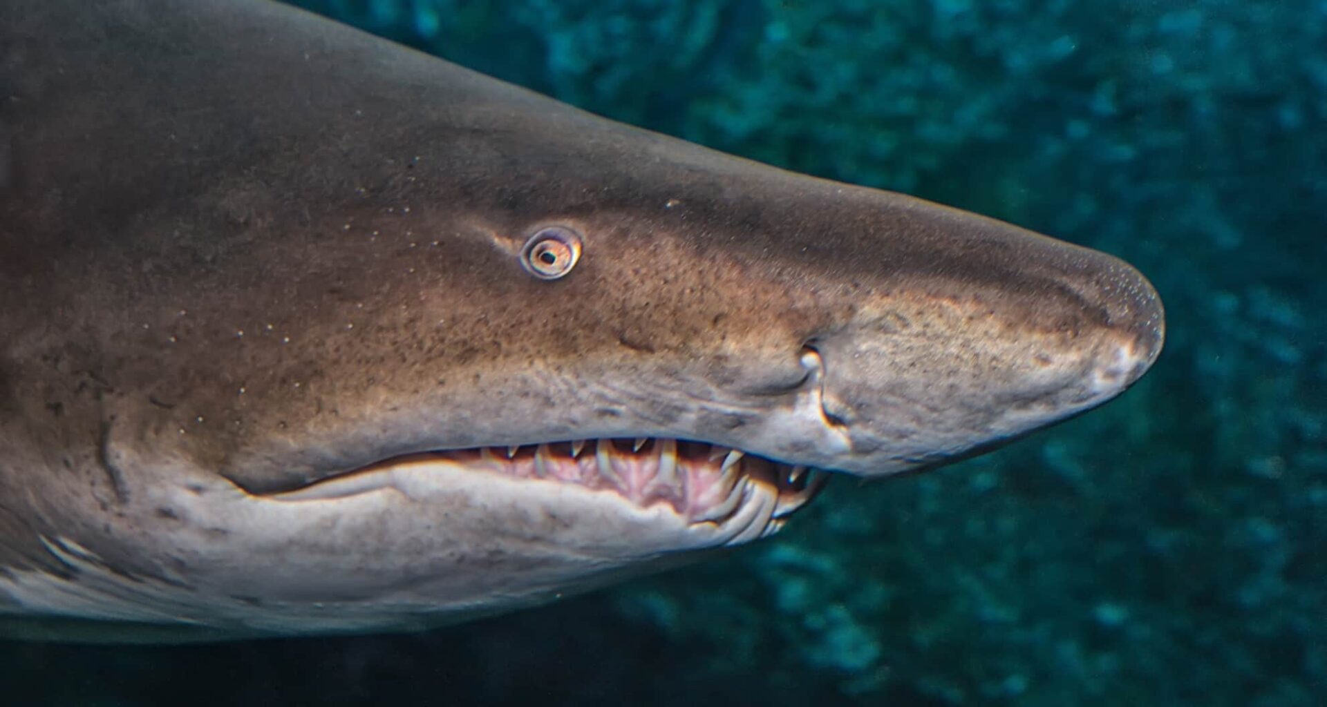 Sandbar Shark