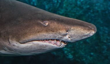 Sandbar Shark