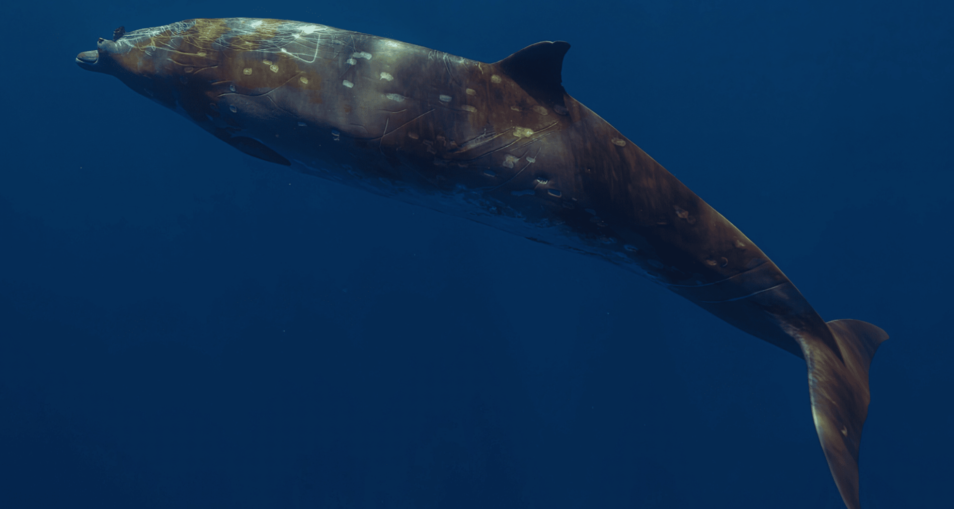 Scientists Finally Crack The Mystery Of The World’s Deepest Diving Mammals!