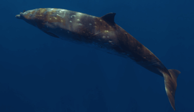 Scientists Finally Crack The Mystery Of The World’s Deepest Diving Mammals!