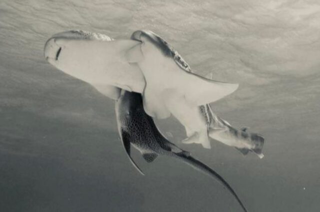 Three leopard sharks mating - near surface