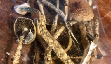 Dried mushrooms in a plastic baggy