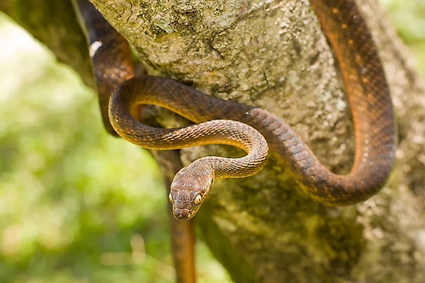 Brown Tree Snake.