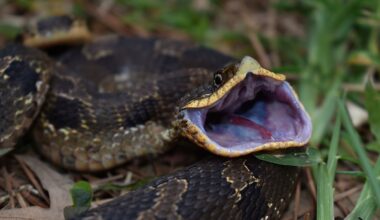 Why Some US States Have No Venomous Snakes