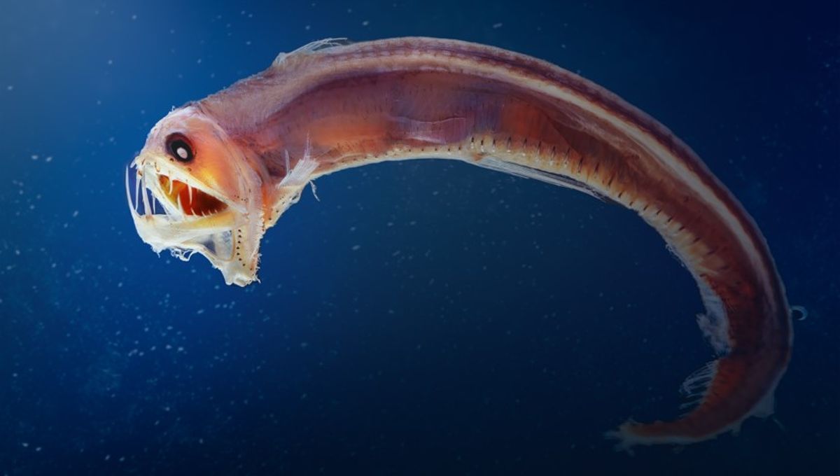How Do Deep-Sea Fish Survive Under Such Extreme Pressure?