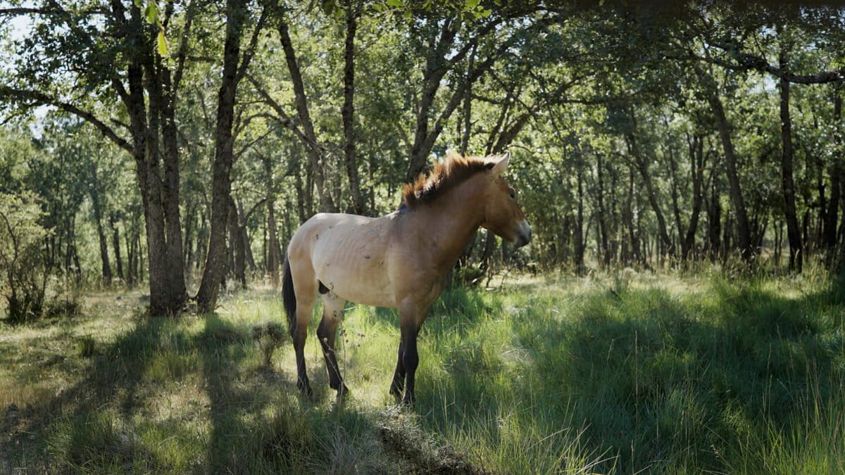 Przewalski’s horse in the Rewilding Spain project.