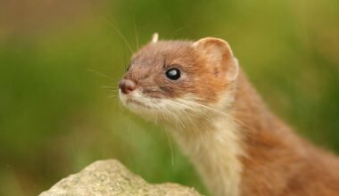 Stoat swam into predator free sanctuary