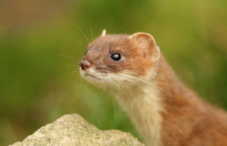 Stoat swam into predator free sanctuary