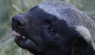 stoffel honey badger