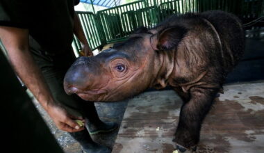 The rhinoceros, under siege but not lost