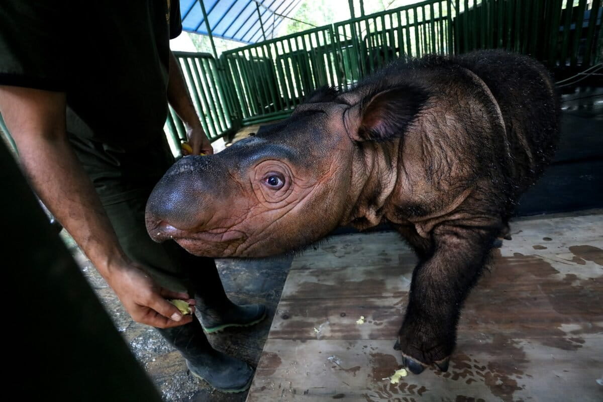 The rhinoceros, under siege but not lost