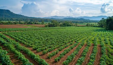 Yield Impacts from Cracking the Genetic Code of Sweet Potatoes
