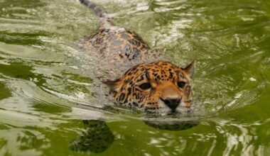 Jaguar Smashes Record for the Species’ Longest Recorded Swim, Baffling Scientists