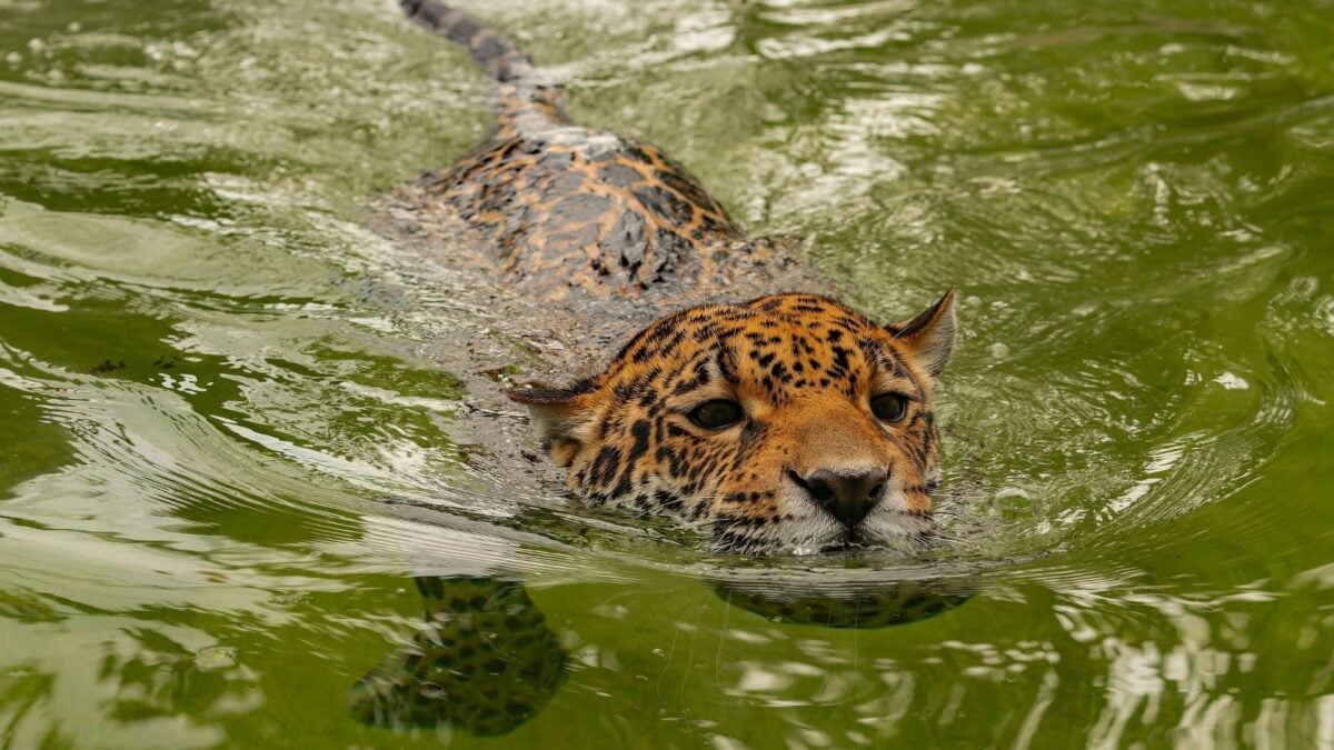 Jaguar Smashes Record for the Species’ Longest Recorded Swim, Baffling Scientists