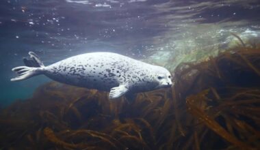 Swimming Seal Underwater
