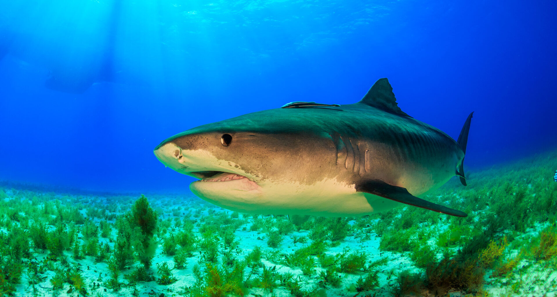 To Catch a Killer Shark