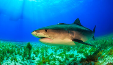 To Catch a Killer Shark