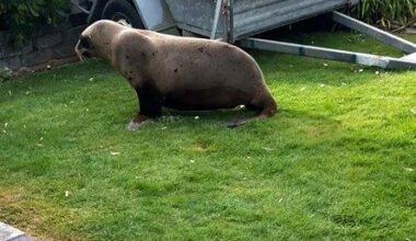 Rare sea lion attempts home invasion