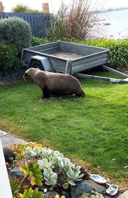 Rare sea lion attempts home invasion