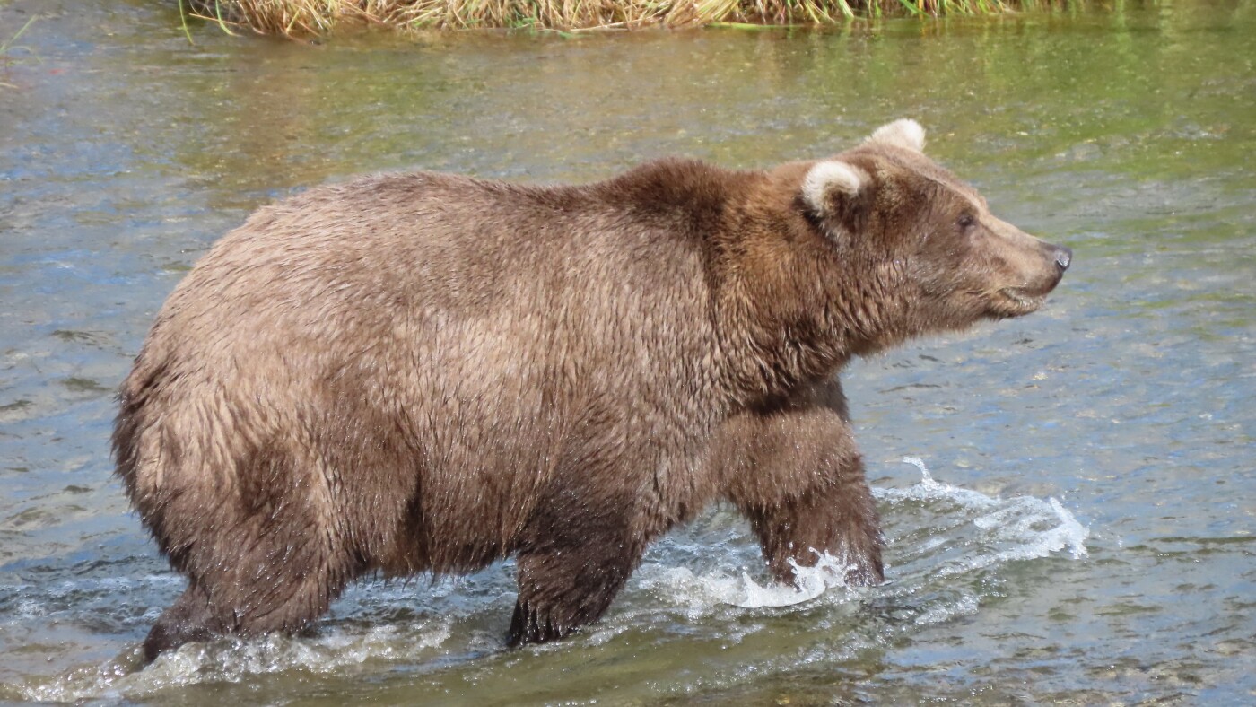 Fat Bear Week 2025 gets an early start due to big salmon run : NPR
