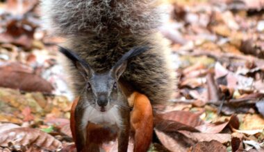 The truth about Borneo's 'vampire squirrel' - and its massive tail