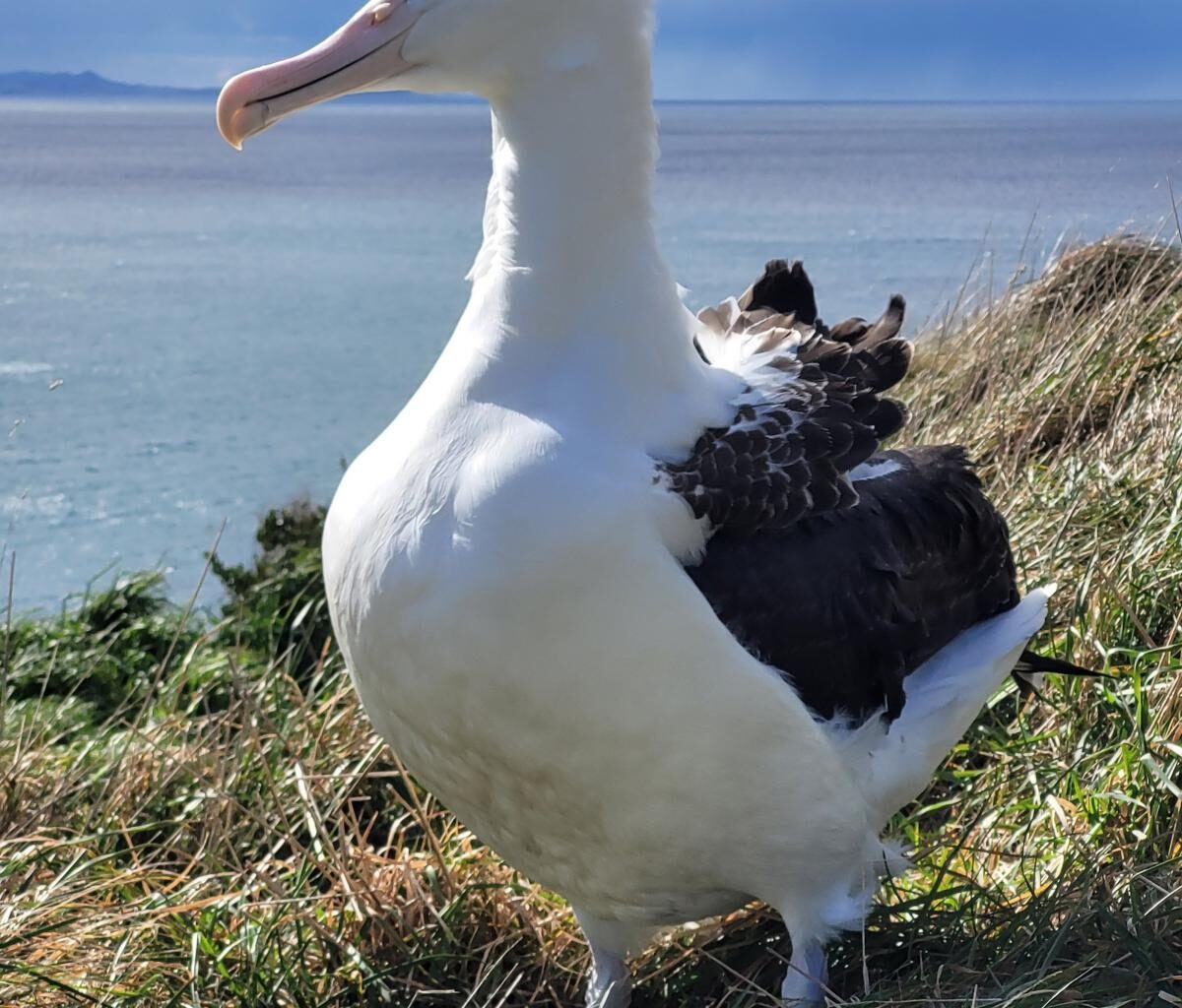 Chick takes dip before first successful flight