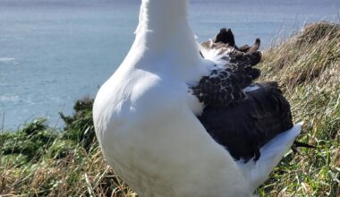Chick takes dip before first successful flight