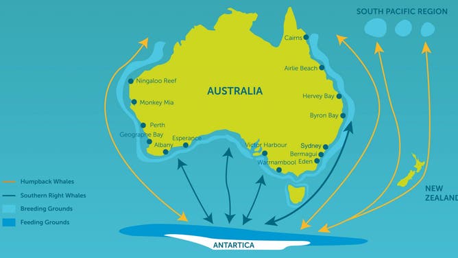 Whale migration map