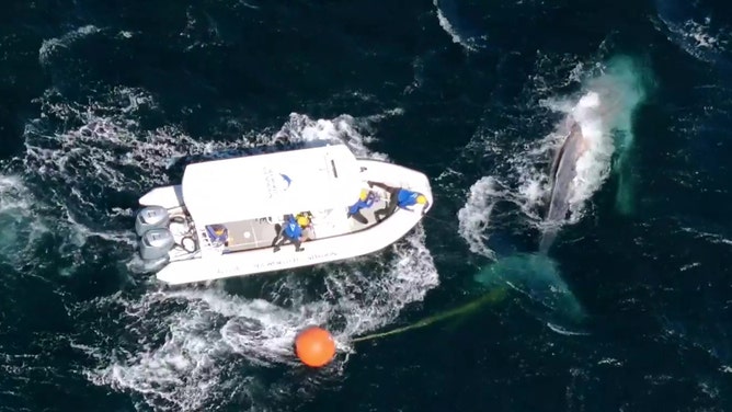 Whale rescue operation off of Australia.