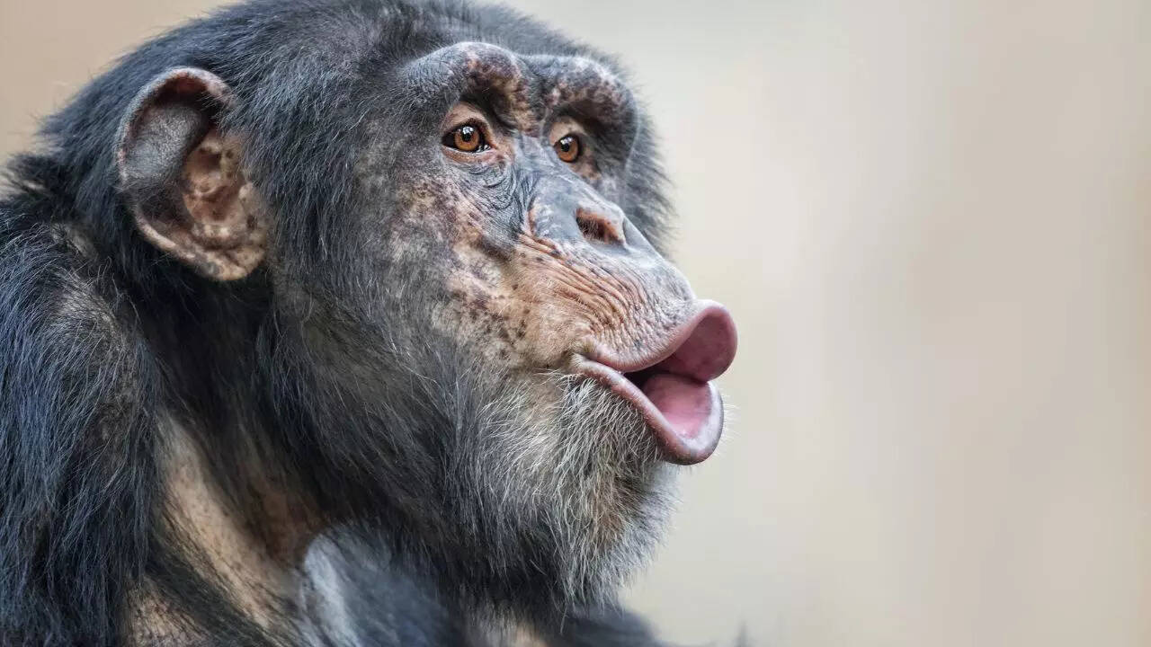What the study revealed about chimpanzees and alcohol