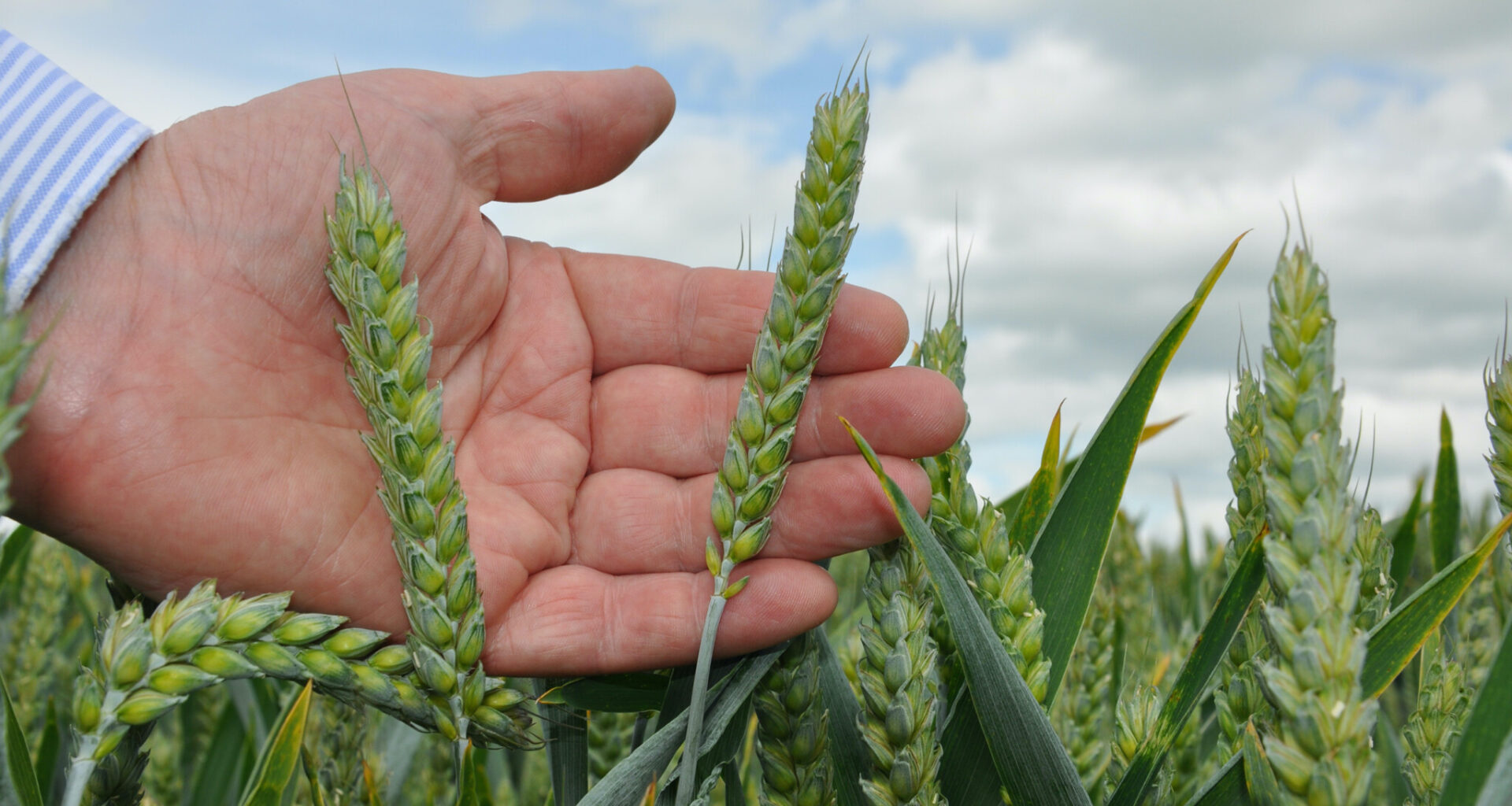 Enhanced gene mapping a ‘crucial step’ in tackling crop diseases – researcher