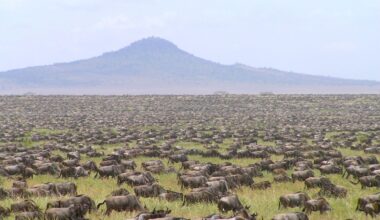 A New AI Model Shows Half Of Serengeti's Wildebeests Are "Missing" Compared To Previous Surveys