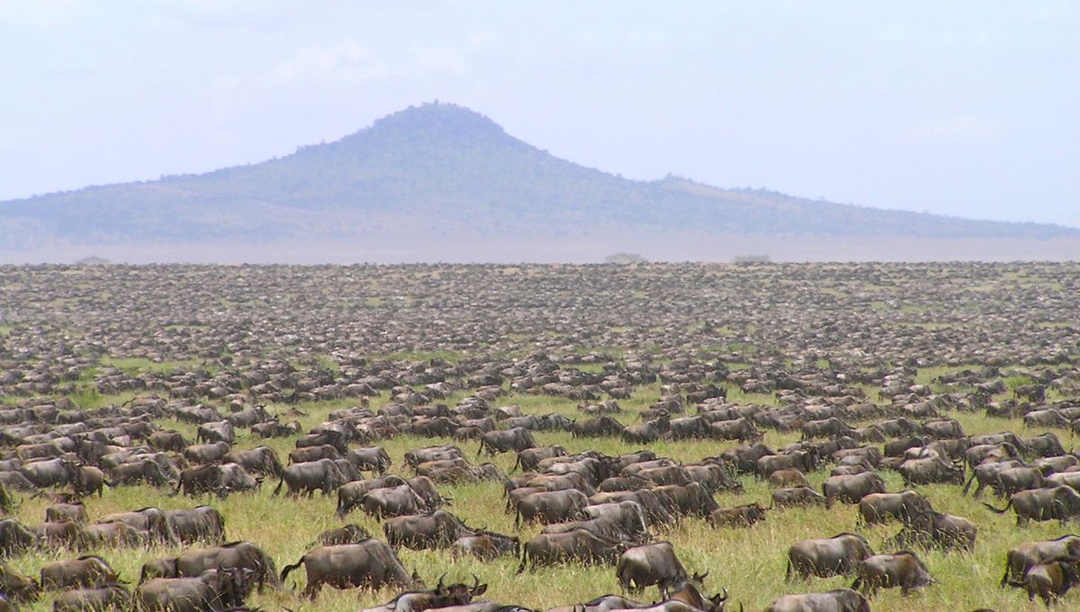 A New AI Model Shows Half Of Serengeti's Wildebeests Are "Missing" Compared To Previous Surveys