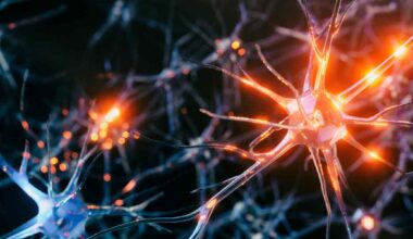 Neural circuits in the brain.