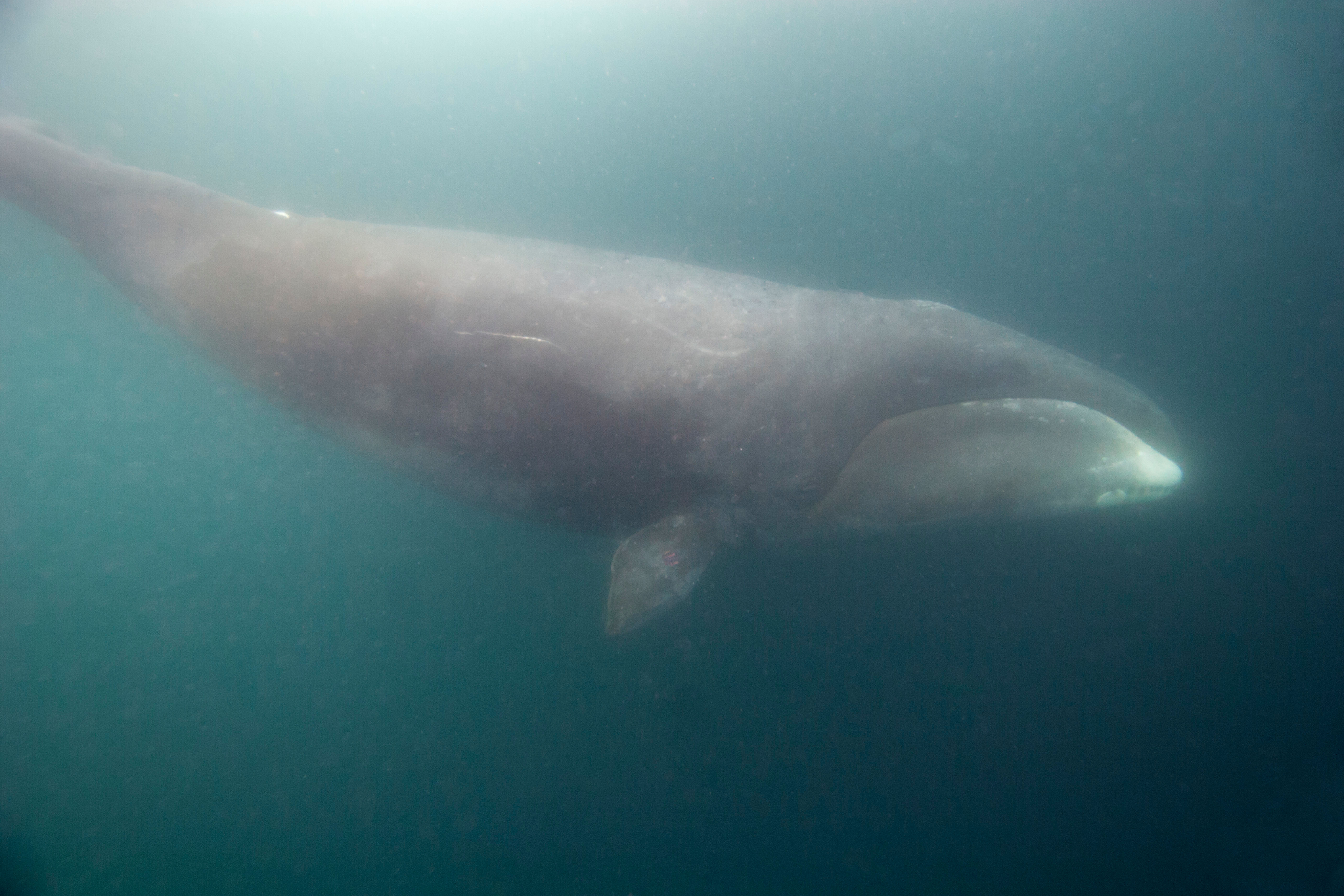 Bowhead whale diving from the surface to feed under sea ice.