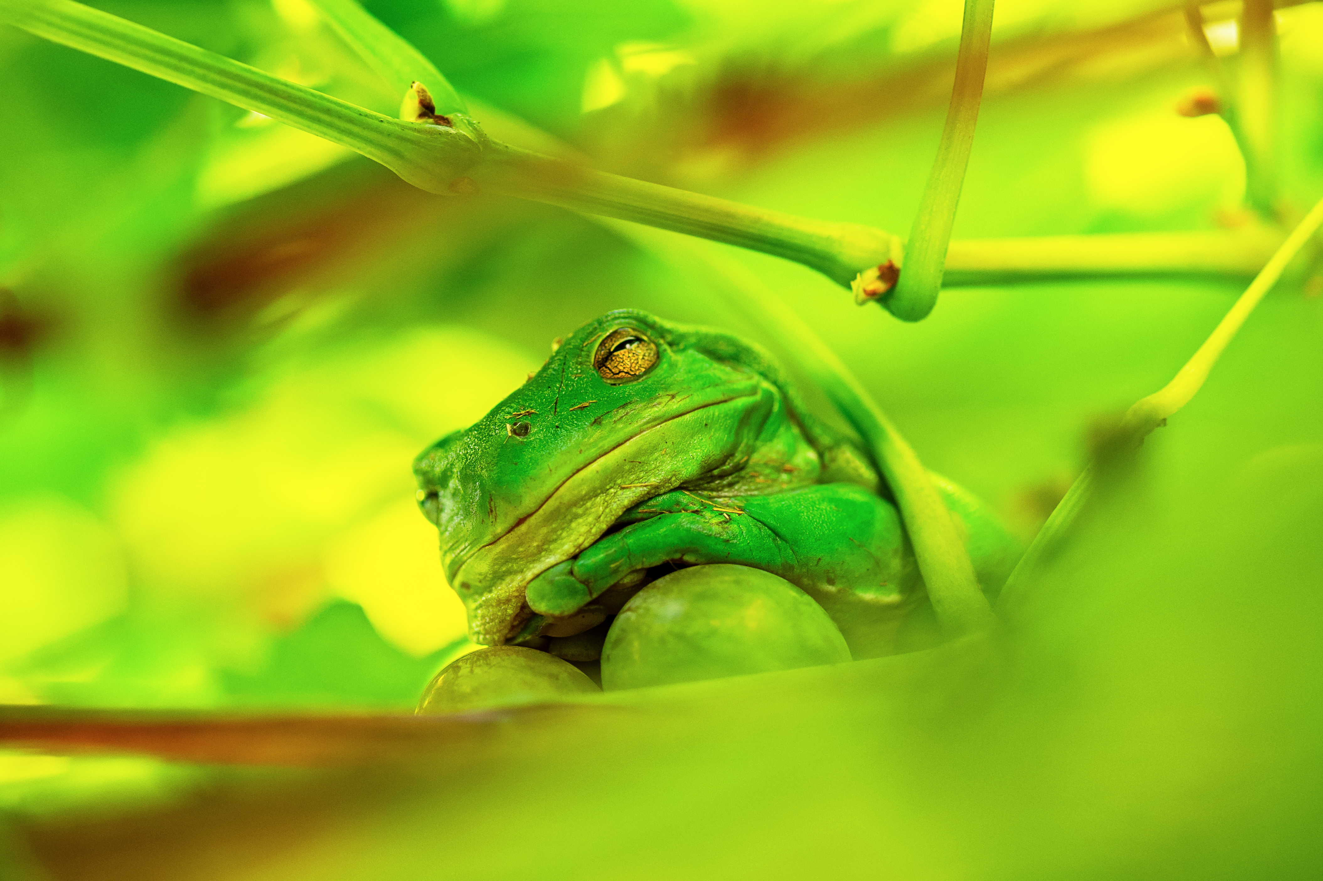 Green frog resting amongst green grapes.